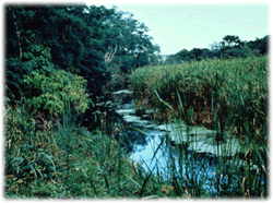 Fresh water wetland